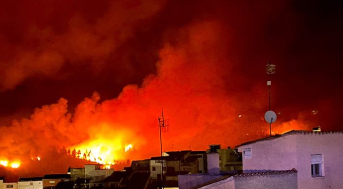 arden 1.000 hectáreas