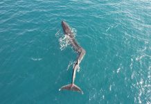 VÍDEO | Una ballena gigante de 17 metros pasa junto al faro de Cullera