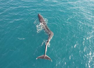 VÍDEO | Una ballena gigante de 17 metros pasa junto al faro de Cullera