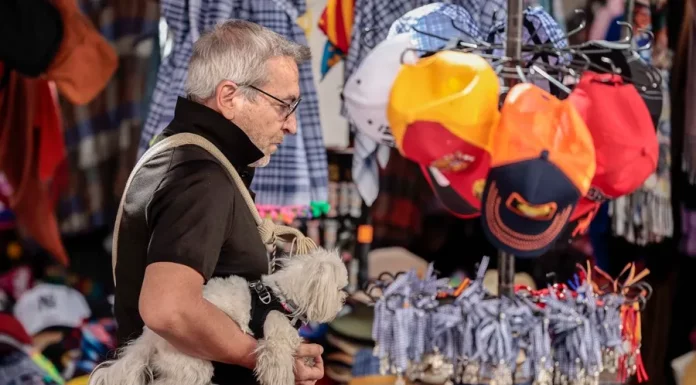 FALLAS | ¿Cómo prevenir los efectos de los petardos en las mascotas? Recomiendan no tirar petardos en una franja horaria para facilitar el paseo de los perros