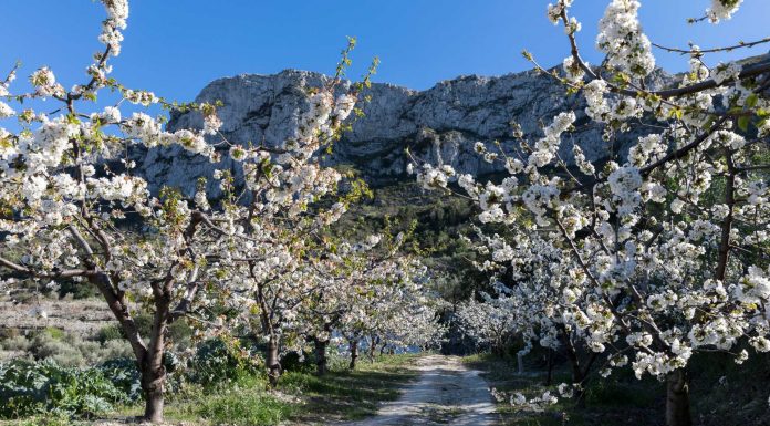 La mejor ruta para disfrutar de los cerezos en flor en la Comunidad Valenciana
