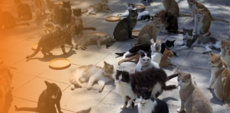 Denuncian a una mujer con más de setenta gatos en un piso de Valencia