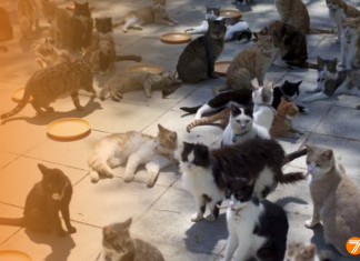 Denuncian a una mujer con más de setenta gatos en un piso de Valencia