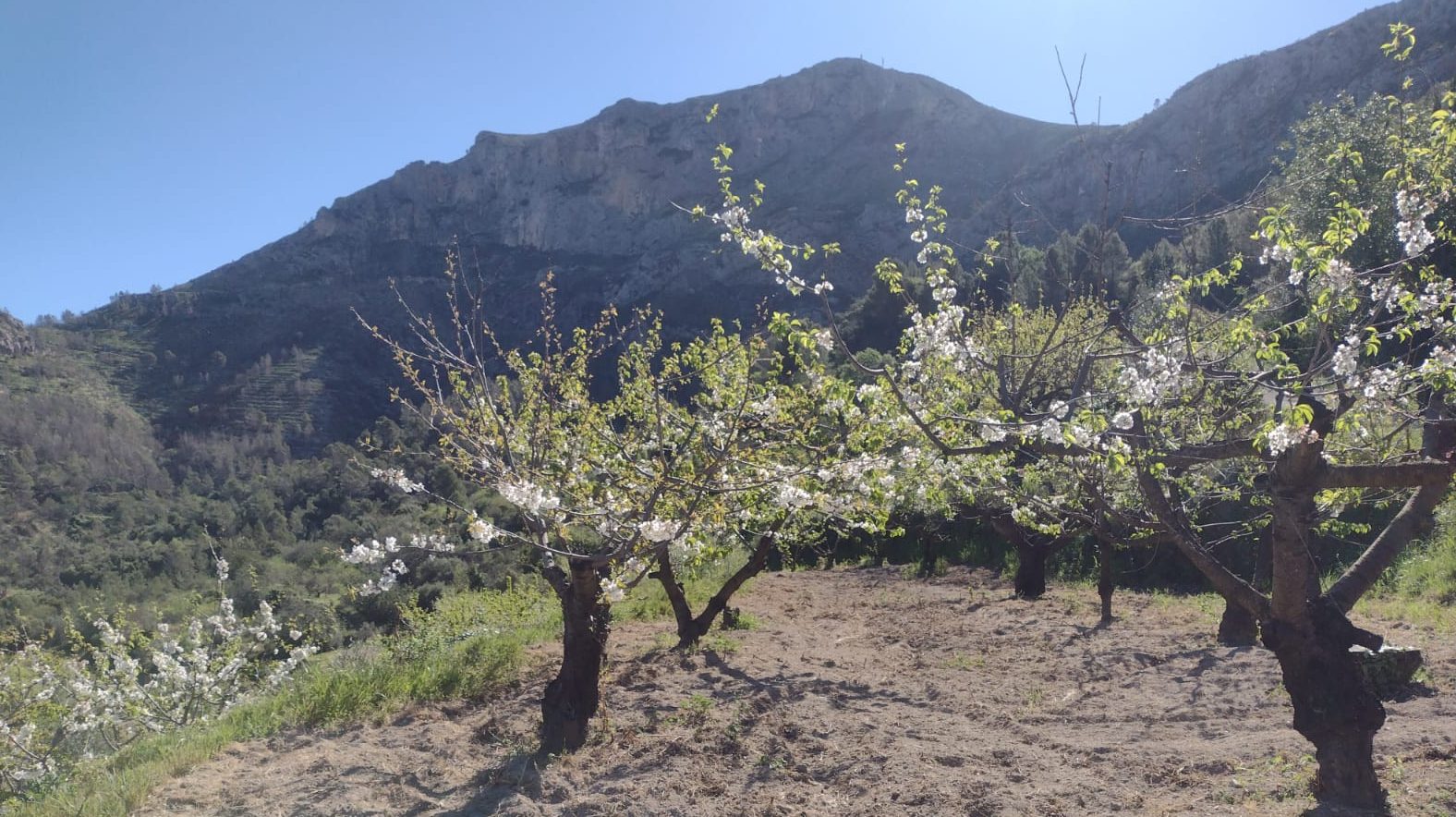 Rutas para disfrutar de los Cerezos en Flor en Alicante - LinkAlicante