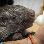 Por su fragilidad, requiere de un cuidado especial con mini biberones cada dos horas