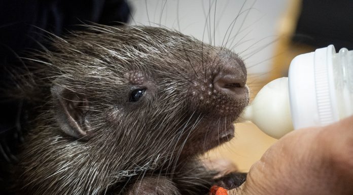 La cría del puercoespín más grande del mundo nace en Valencia Por su fragilidad, requiere de un cuidado especial con mini biberones cada dos horas