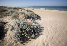 Una playa de Valencia cerrará parcialmente a mediados de agosto Una playa de Valencia cerrará parcialmente a mediados de agosto