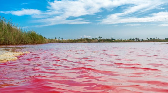 Descubren pigmentos anticancerígenos en la laguna rosa valenciana El tono rosado de las aguas se debe a un pigmento que posee cualidades anticáncer