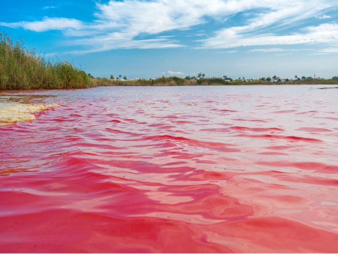 El tono rosado de las aguas se debe a un pigmento que posee cualidades anticáncer