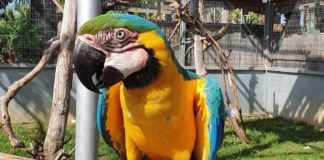 El Jardín del Papagayo, el zoológico valenciano que reúne a más de 50 papagayos diferentes