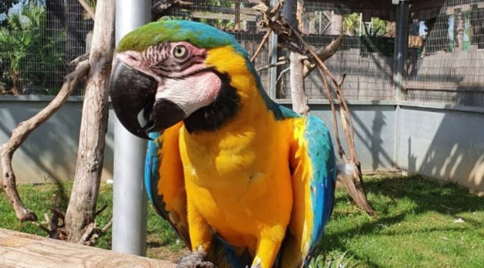 El Jardín del Papagayo, el zoológico valenciano que reúne a más de 50 papagayos diferentes