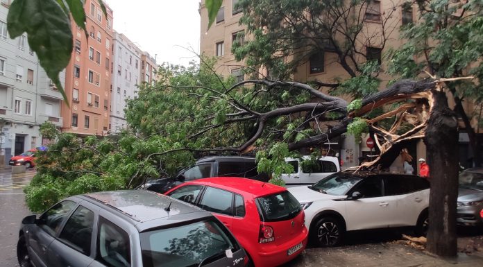 La tromba de agua tira parte de un árbol cerca de Ángel Guimerà