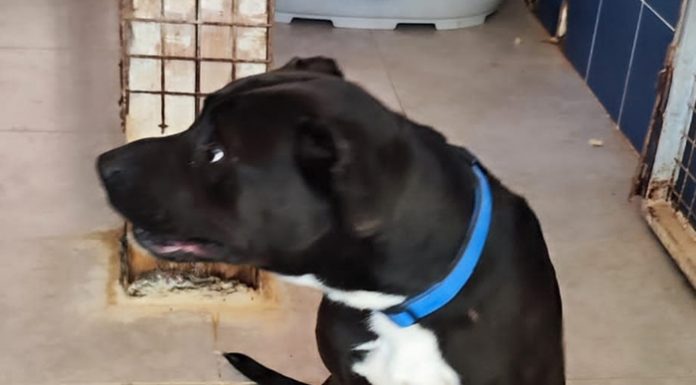 Un joven entra por la ventana a casa de su expareja y se lleva al perro en Sagunt