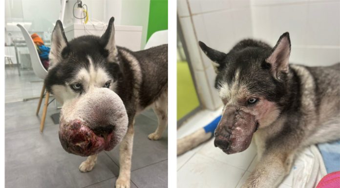 Veterinarios de la Comunitat salvan la vida a un perro al que nadie quería operar veterinarios de la Comunitat