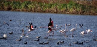 Detectan un brote de gripe aviar en la Albufera