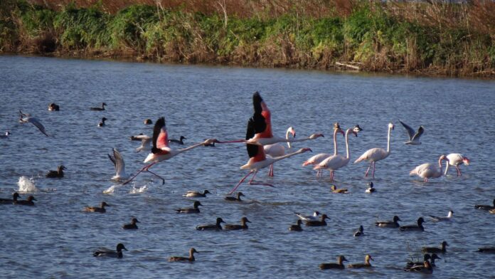 7televalencia-abufera-aves Detectan un brote de gripe aviar en la Albufera