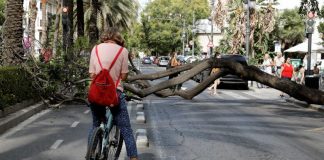La caída de un árbol obliga a cerrar Reino de Valencia