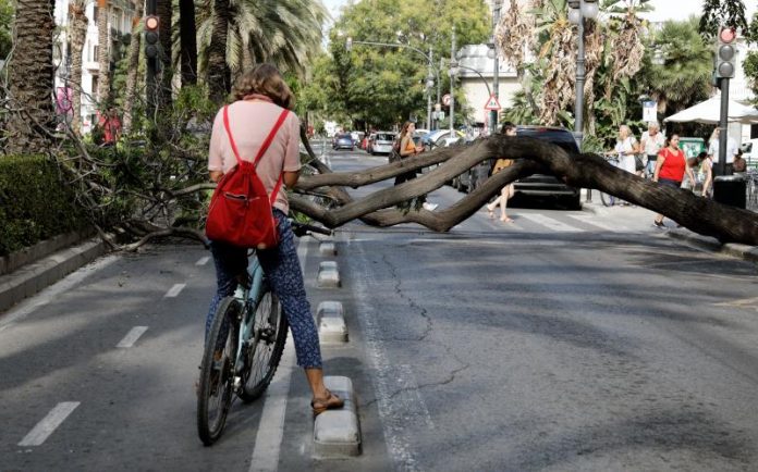 La caída de un árbol obliga a cerrar Reino de Valencia