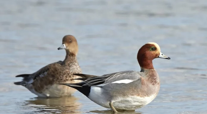 Están son las especies más amenazadas de la Comunitat Valenciana Detectan un brote de gripe aviar en la Comunitat Valenciana