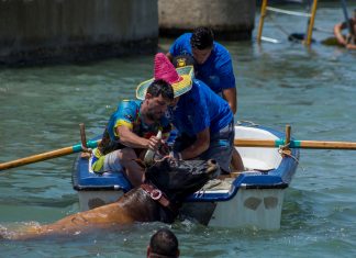 Un toro muere ahogado en los 'bous a la mar' de Dénia