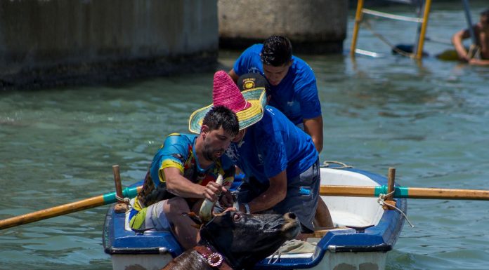 Un toro muere ahogado en los 'bous a la mar' de Dénia
