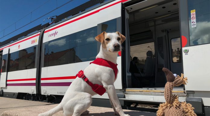 Renfe vende billetes para mascotas por 10€: estos son los animales permitidos para viajar La Ley de Bienestar Animal entra en vigor: cambios y nuevas prohibiciones