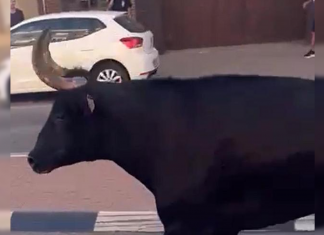 La embestida de un toro mata a una mujer en Almàssera