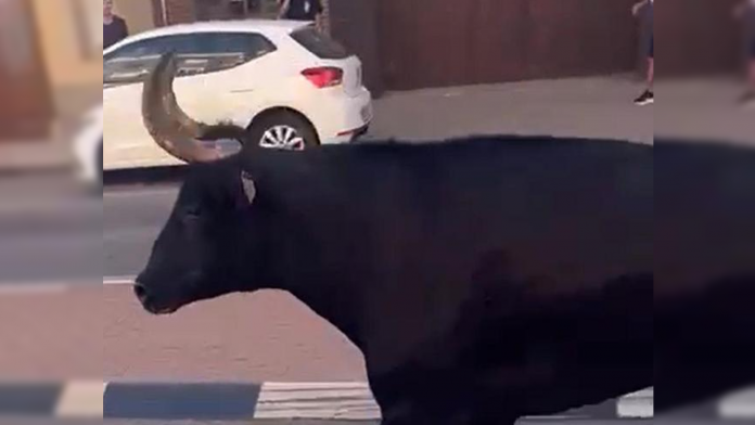 La embestida de un toro mata a una mujer en Almàssera