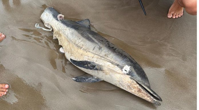 Aparece un delfín completamente mutilado en la playa de La Patacona