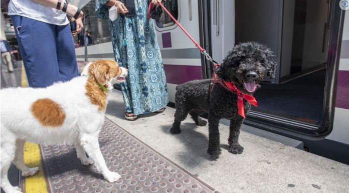 Perros de 40 kilos ya pueden viajar en Ave