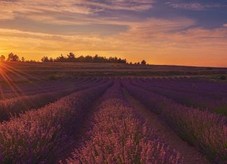 La floración de la lavanda tiñe de morado el campo valenciano: rutas y actividades gratis