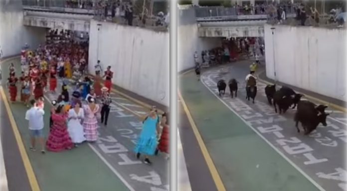 Vídeo: Sueltan nueve toros mientras desfilan niños en Gata de Gorgos nueve toros
