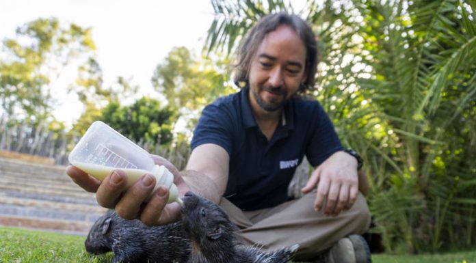 Nacen en Valencia mellizos del puercoespín más grande del mundo