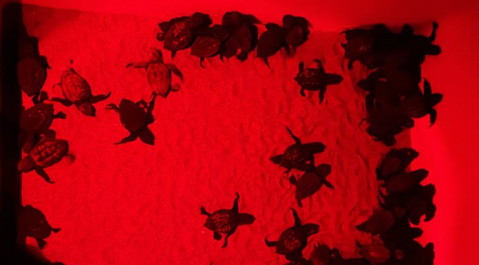 Nacen las primeras 62 tortugas marinas de la temporada en la Comunitat Valenciana