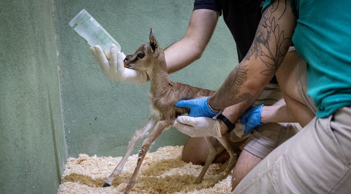 Salvan “in extremis” una cría de gacela en peligro de extinción