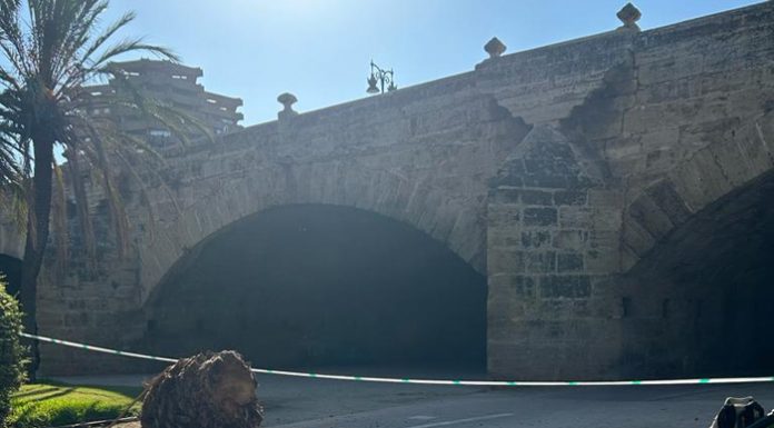 Cae una palmera junto al Puente del Real de Valencia cae una palmera