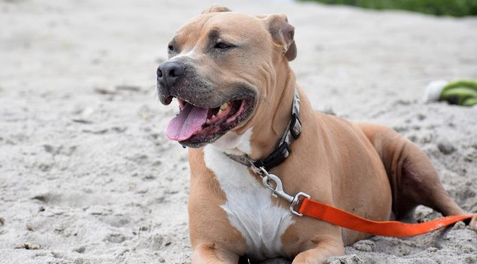 Un perro de raza peligrosa mata a un chihuahua en la playa canina de Alboraia