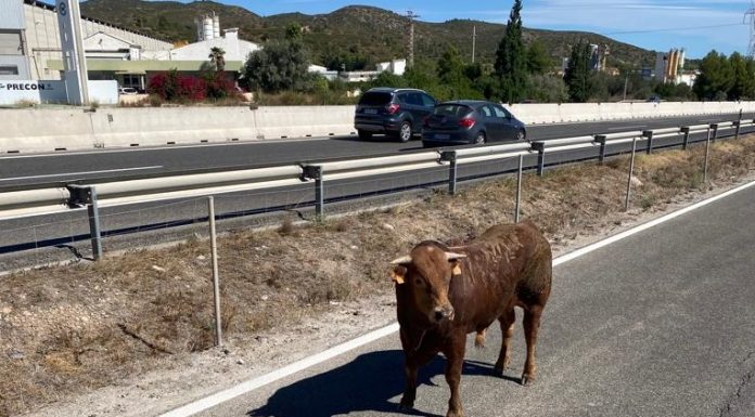 Vídeos: Siete toros quedan sueltos en las inmediaciones de la A-3 tras un accidente en Buñol