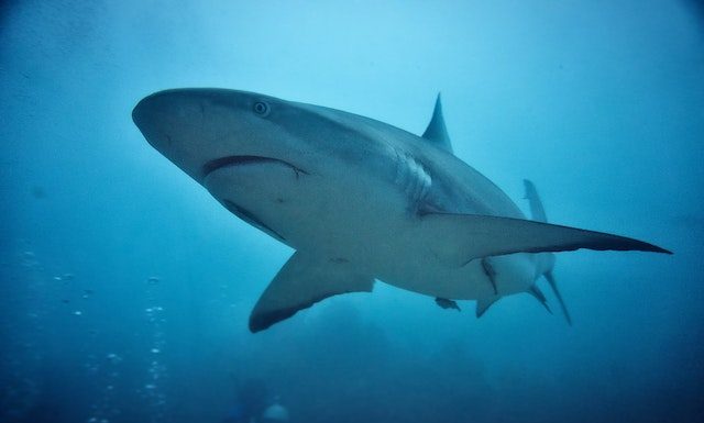 Un tiburón azul obliga a cerrar durante horas dos playas de Valencia