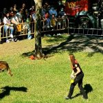Valencia celebrará una fiesta gratuita para perros y familias en el Jardín del Turia