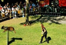Valencia celebrará una fiesta gratuita para perros y familias en el Jardín del Turia