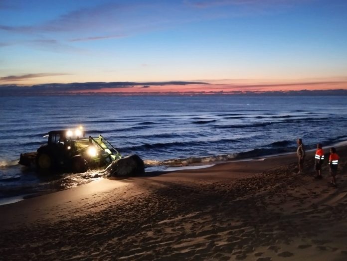 Una ballena de cinco metros aparece muerta en la playa de Piles