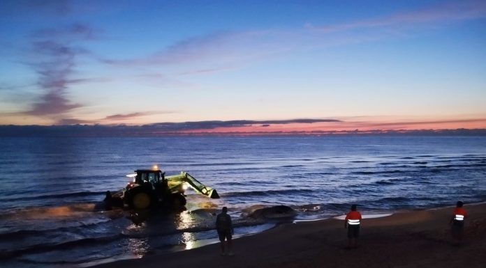 Denuncian una nueva violación dentro del mar durante la noche de San Juan Una ballena de cinco metros aparece muerta en la playa de Piles