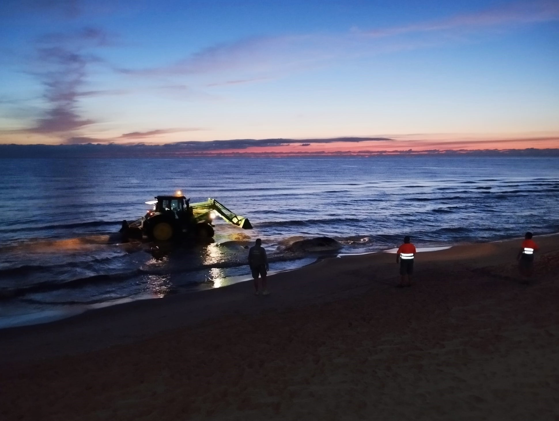 Una ballena de cinco metros aparece muerta en la playa de Piles