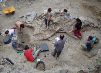 Uno de los dinosaurios más grandes de Europa aparece en Morella