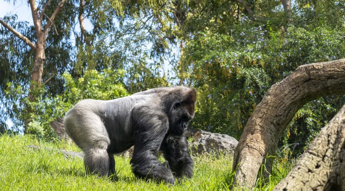 Bioparc celebra el Día Mundial del Gorila con un mensaje de esperanza hacia esta especie en peligro crítico de extinción