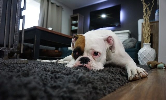 A partir de ahora no se podrá dejar más de un día solo a un perro en casa