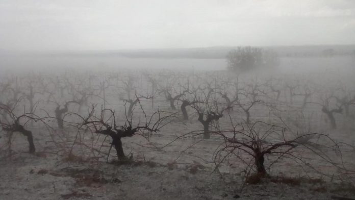 El granizo causa 40 millones de pérdidas en cosechas