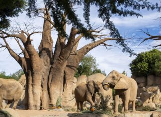 Bioparc celebrará su 16º aniversario este fin de semana con rutas, exhibiciones y actividades especiales