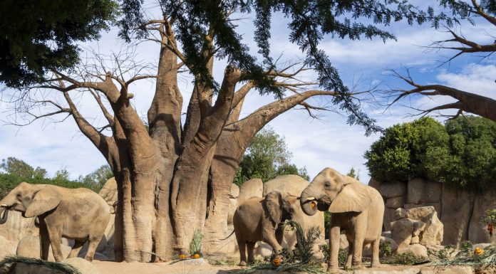 Caldos, bebidas calientes y lámparas de calor: así pasan la ola de frío los animales de Bioparc Bioparc celebrará su 16º aniversario este fin de semana con rutas, exhibiciones y actividades especiales